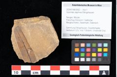 Foto (Objekt + Etikett) von Xylomites daphnes Ettingshausen (NHMW-GEO-2024-0188-0062)